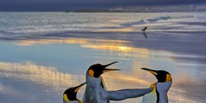 Image of penguins on a beach.