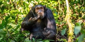 Image of a chimpanzee.