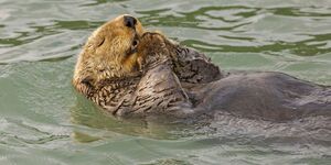 Image of a swimming otter.
