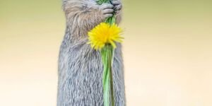 Image of a squirrel.