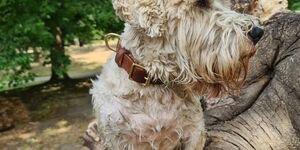 Image of a dog wearing a handmade leather collar.