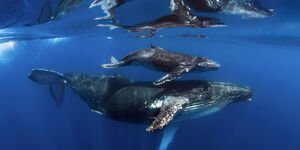 Image of two whales swimming in the ocean.
