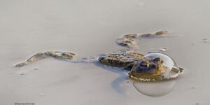 Image of a frog in sand.