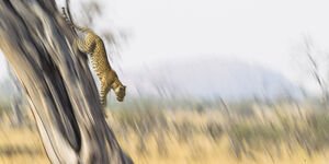 Photo of a leopard running down a tree.