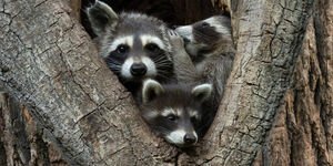 Image of three raccoons in a tree.