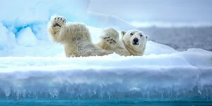 Image of a polar bear.