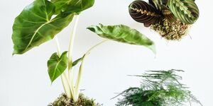 Image of two moss balls on a desk.