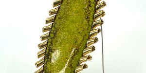 Image of a gold brooch.