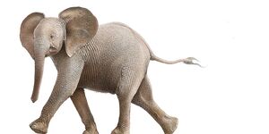 Painting of a walking elephant on a white background.