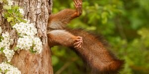 Image of a squirrel's feet.