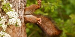 Image of a squirrel stuck in a tree.