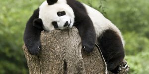 Image of a panda.
