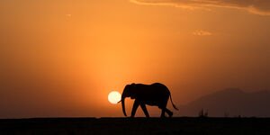 Image of an elephant walking in a sunset.