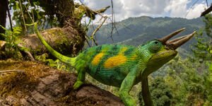 Image of a chameleon sat on a tree.