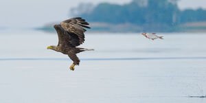 Image of an eagle and a fish flying above water.