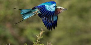 An image of a bird flying through a forest.