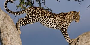 Image of a leopard.