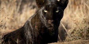 Image of a black panther.