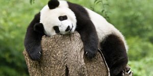 Image of panda slumped on a tree stump.