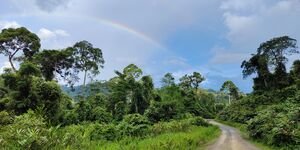 Image of a road in a forest.