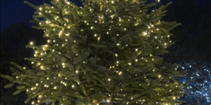 Image of a Christmas tree.