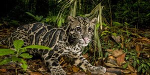 Photo of a leopard in a forest.