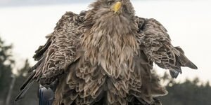 Image of a large bird.