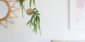 Image of kokedama moss balls hanging up in a home.