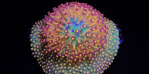 Pendant by Wanshu Li Go.