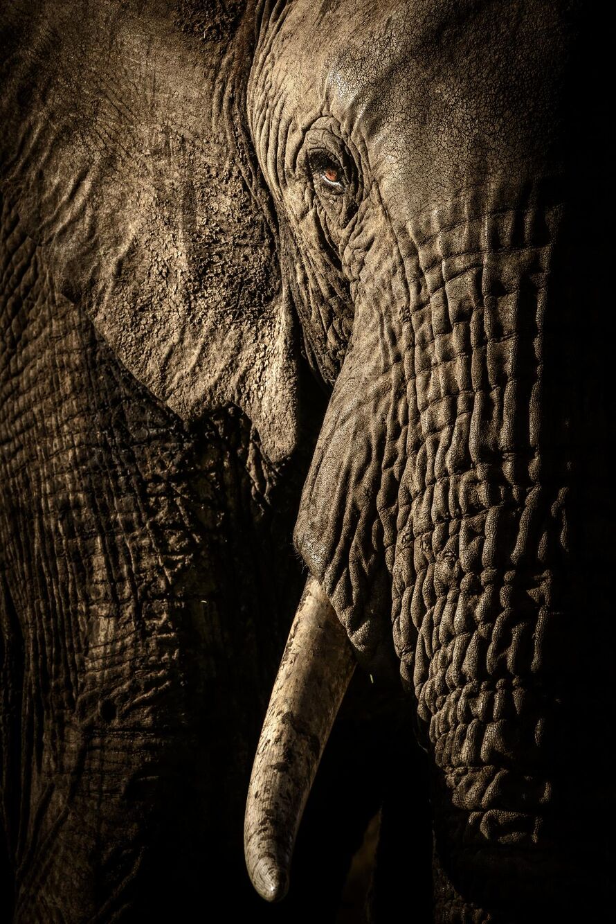 Image of an elephant.